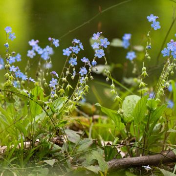 Wald-Vergissmeinnicht Blau (Samen) - Myosotis sylvatica