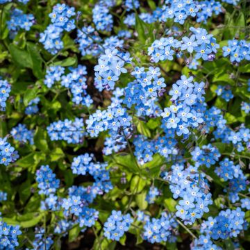 Vergissmeinnicht Indigo Compacta (Samen) - Myosotis sylvatica