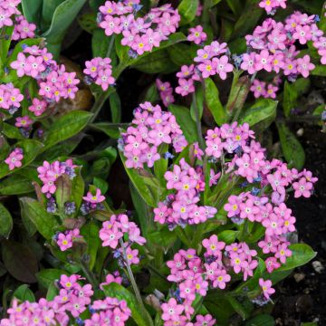 Vergissmeinnicht Rosa (Samen) - Myosotis sylvatica