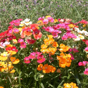 Nemesia strumosa Carnival Mix