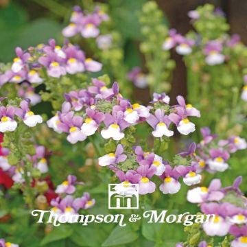 Nemesia Seventh Heaven (Samen)