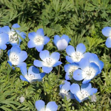 Nemophila menziesii Baby blue eyes (Samen) - Hainblume