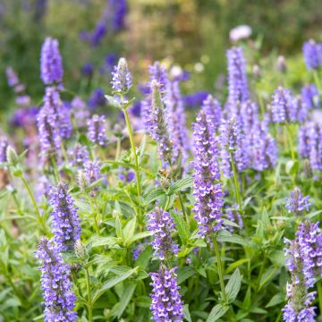 Geaderte Katzenminze Blue Moon (Samen) - Nepeta nervosa