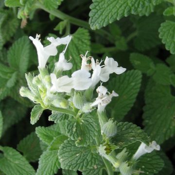 Nepeta racemosa Weiß (Samen) - Traubige Katzenminze