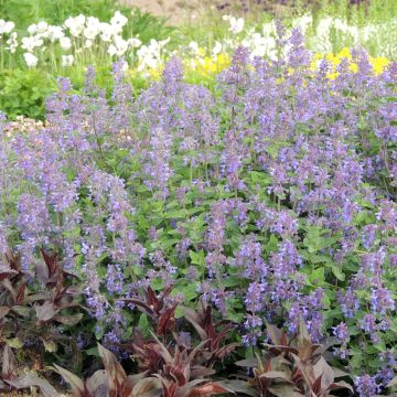 Graines de Nepeta racemosa Bleu - Chataire à racèmes