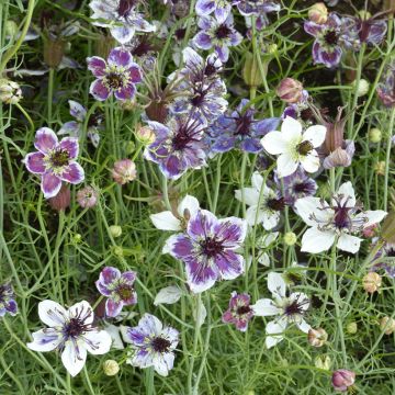 Nigella papillosa Delft Blue (Samen) - Schwarzkümmel