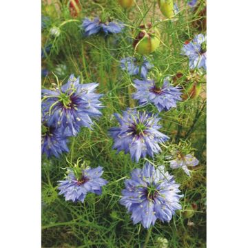 Nigella damascena Miss Jekyll Blue (Samen) - Damaszener Schwarzkümmel