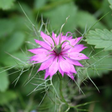 Nigella damascena Persian Rose (Samen) - Damaszener Schwarzkümmel