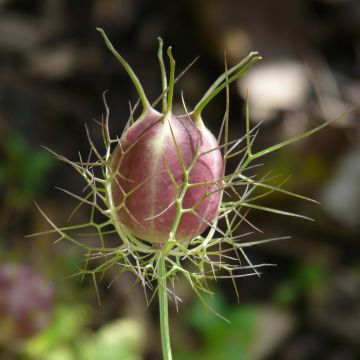 Nigella damascena Blanche à capsule Rouge (Samen) - Damaszener Schwarzkümmel