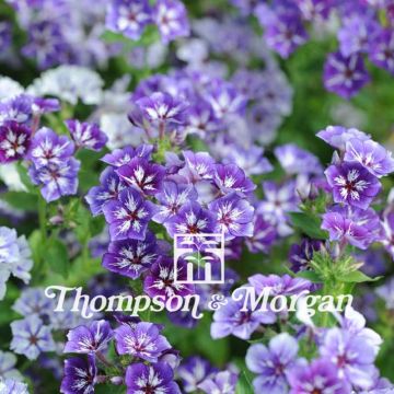 Sommer-Phlox Sugar Stars (Samen) - Phlox