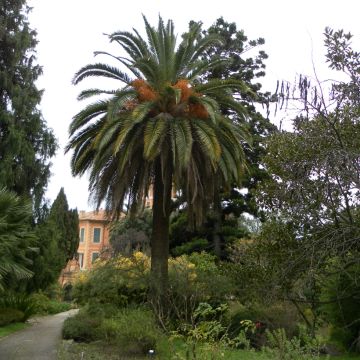 Phoenix canariensis (Samen) - Kanarische Dattelpalme