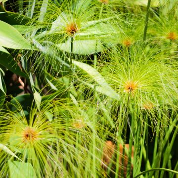 Cyperus papyrus (Samen) - Papyrusstaude