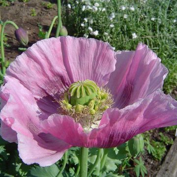 Schlaf-Mohn nigrum - Papaver somniferum