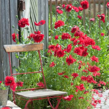 Schlafmohn Red Peony (Samen) - Papaver