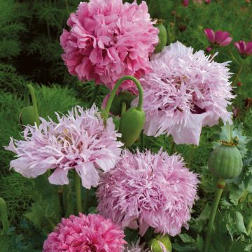 Schlafmohn Tallulah Belle Blush (Samen) - Papaver