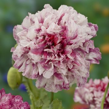 Schlafmohn Flemish Antique (Samen) - Papaver