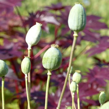 Graines de Pavot annuel Bowling Ball - Papaver somniferum