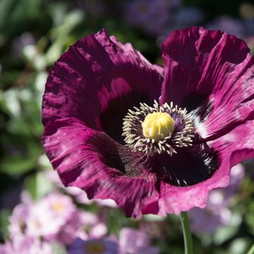 Schlafmohn Lauren's Grape (Samen) - Papaver