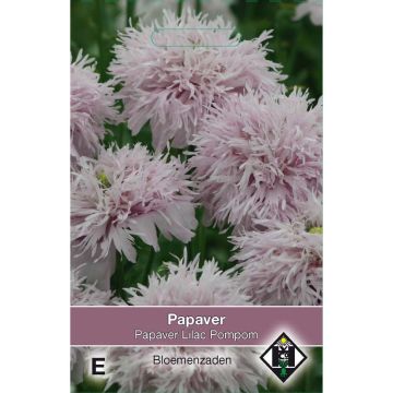 Päonienmohn Lilac Pompom (Samen) - Papaver paeoniflorum