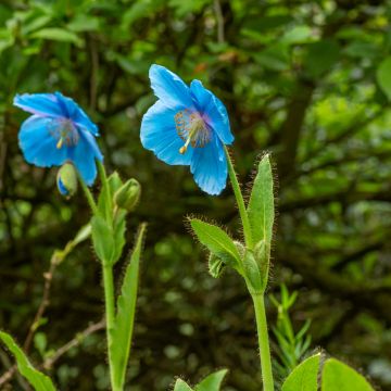 Meconopsis betonicifolia (Samen) - Scheinmohn