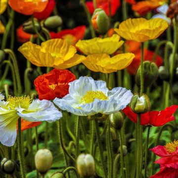 Papaver nudicaule Song Mix (Samen) - Isländischer Mohn