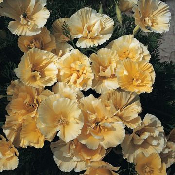 Graines de Pavot de Californie Buttermilk - Eschscholzia californica