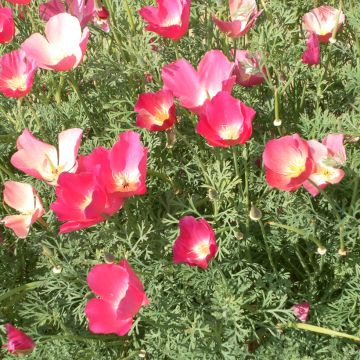 Goldmohn Carmine King (Samen) - Eschscholzia californica