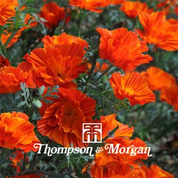 Graines de Pavot de Californie Copper Swirl - Eschscholzia californica