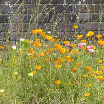 Goldmohn Garden mix (Samen) - Eschscholzia californica