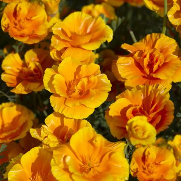 Goldmohn Lady Marmalade (Samen) - Eschscholzia californica