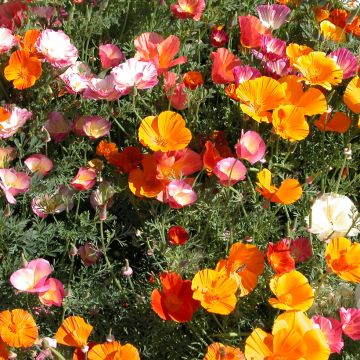 Graines de Pavot de Californie Mission Bells - Eschscholzia californica 