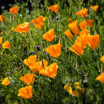 Goldmohn Orange King (Samen) - Eschscholzia californica