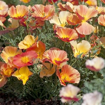 Goldmohn Thai Silk Apricot Chiffon (Samen) - Eschscholzia californica