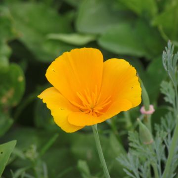 Goldmohn Aurantiaca BIO (Samen) - Eschscholzia californica