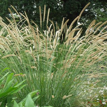 Afrikanisches Lampenputzergras Tail Feathers (Samen) - Pennisetum macrourum