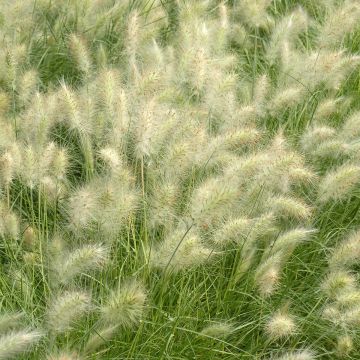 Federborstengras Cream Falls (Samen) - Pennisetum villosum