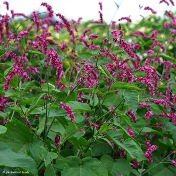 Orient-Knöterich Cerise Pearls (Samen) - Persicaria orientalis