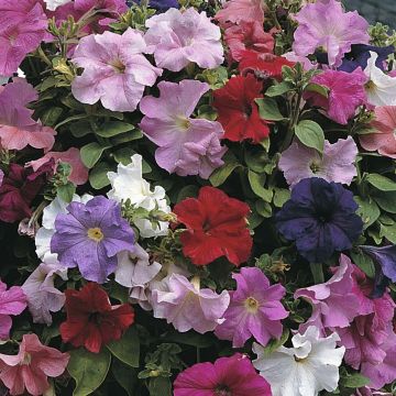 Petunia Cascade Extra (Samen)