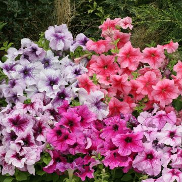 Petunia Prism Sundae Mix (Samen)