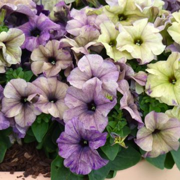 Petunia Shake Blueberry (Pillierte Samen)