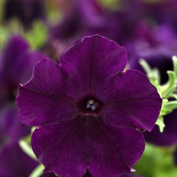 Petunia Easy Wave Navy Velour (Pillierte Samen)