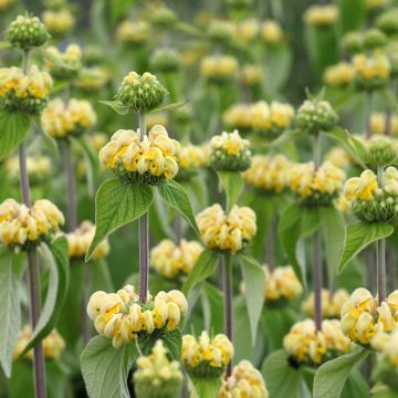 Phlomis russeliana (Samen) - Syrisches Brandkraut