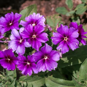 Sommer-Phlox Blueberry Swirl (Samen) - Phlox drummondii