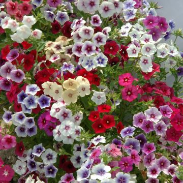 Sommer-Phlox Tapestry Mix (Samen) - Phlox