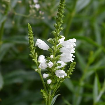 Physostegia virginiana Summer Snow (Samen) - Gelenkblume