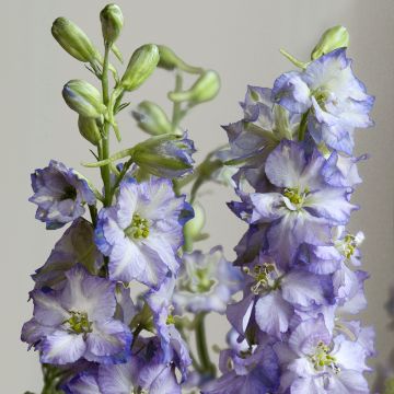 Hoher Rittersporn Fancy Purple Picotee (Samen) - Delphinium