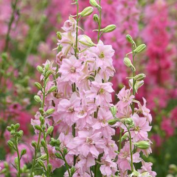 Delphinium consolida Imperial QIS® Light Pink (Samen) - Acker-Rittersporn