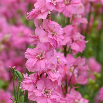 Delphinium Imperial QIS Rose - Garten-Rittersporn