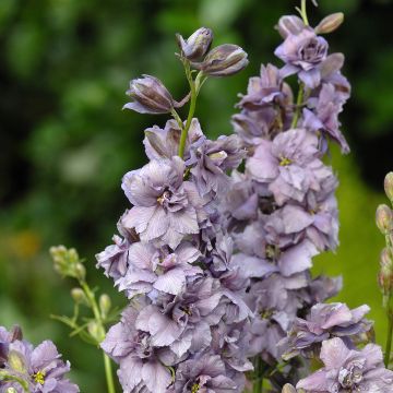 Delphinium consolida Misty Lavender (Samen) - Gewöhnlicher Feldrittersporn