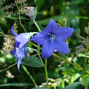 Ballonblume Mariesii Blue (Samen) - Platycodon grandiflorus